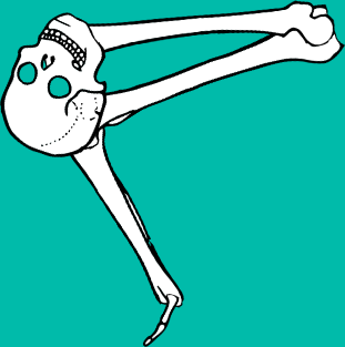 Dem bones dem bones dem – dry bones!