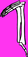 Dem bones dem bones dem – dry bones!