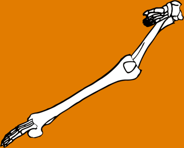 Dem bones dem bones dem – dry bones!