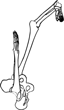 Dem bones dem bones dem – dry bones!
