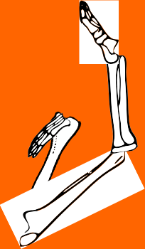 Dem bones dem bones dem – dry bones!