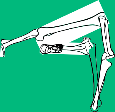 Dem bones dem bones dem – dry bones!