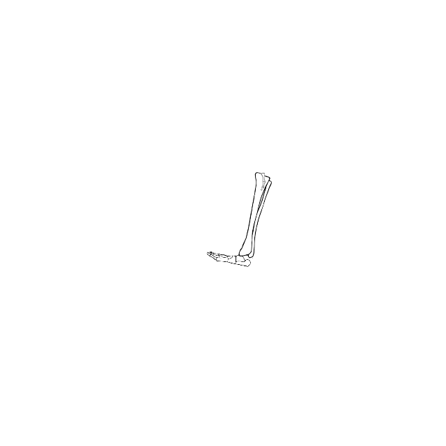 Dem bones dem bones dem – dry bones!