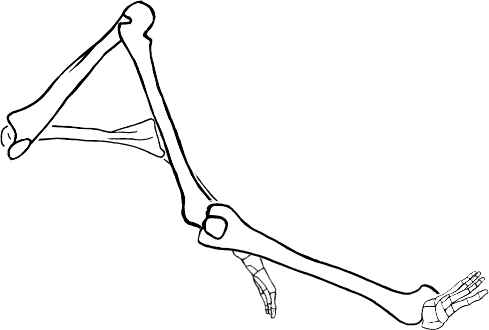 Dem bones dem bones dem – dry bones!