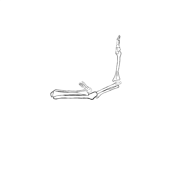 Dem bones dem bones dem – dry bones!