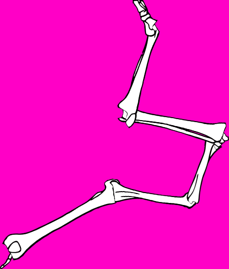 Dem bones dem bones dem – dry bones!