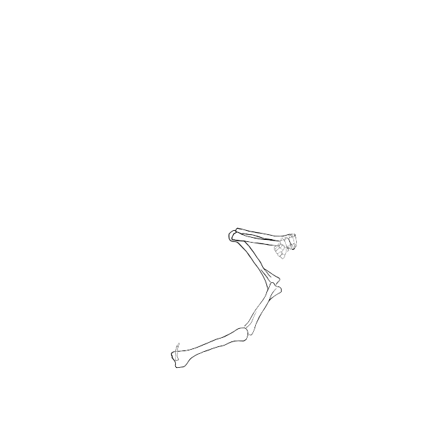 Dem bones dem bones dem – dry bones!