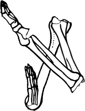Dem bones dem bones dem – dry bones!