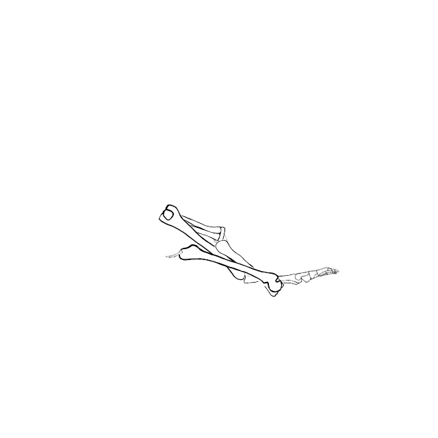 Dem bones dem bones dem – dry bones!