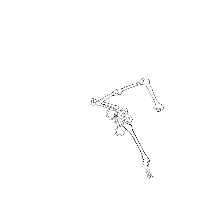 Dem bones dem bones dem – dry bones!