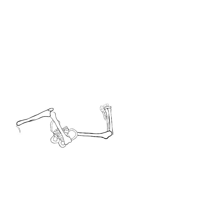 Dem bones dem bones dem – dry bones!