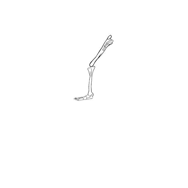 Dem bones dem bones dem – dry bones!