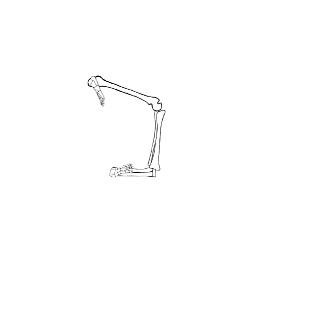 Dem bones dem bones dem – dry bones!