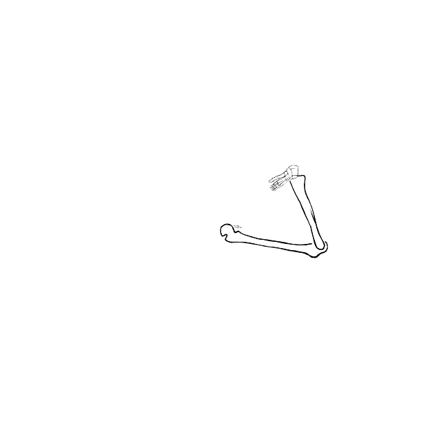 Dem bones dem bones dem – dry bones!