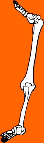 Dem bones dem bones dem – dry bones!