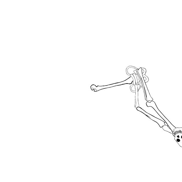 Dem bones dem bones dem – dry bones!