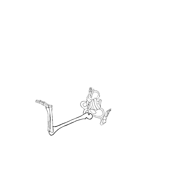 Dem bones dem bones dem – dry bones!
