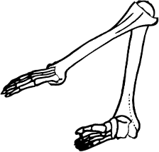 Dem bones dem bones dem – dry bones!