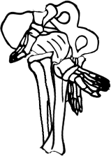 Dem bones dem bones dem – dry bones!