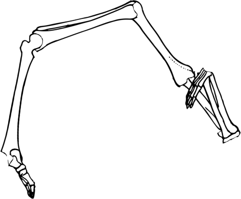 Dem bones dem bones dem – dry bones!