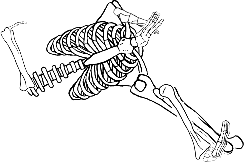 Dem bones dem bones dem – dry bones!