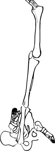 Dem bones dem bones dem – dry bones!