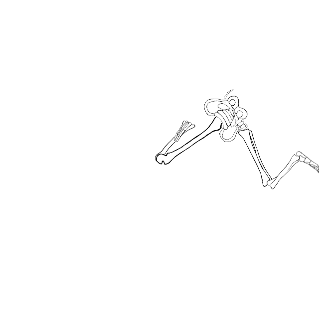 Dem bones dem bones dem – dry bones!
