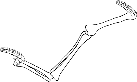 Dem bones dem bones dem – dry bones!
