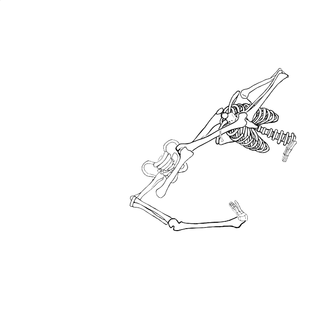 Dem bones dem bones dem – dry bones!