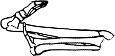 Dem bones dem bones dem – dry bones!