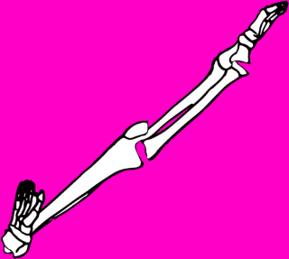 Dem bones dem bones dem – dry bones! Dem bones dem bones dem – extra bones!