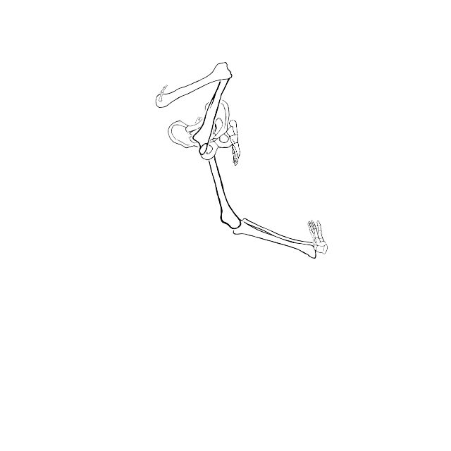 Dem bones dem bones dem – dry bones!