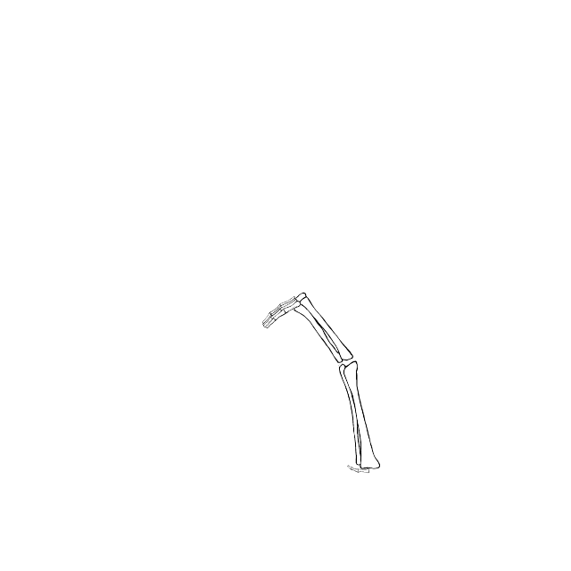 Dem bones dem bones dem – dry bones!