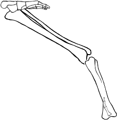 Dem bones dem bones dem – dry bones!