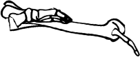 Dem bones dem bones dem – dry bones!