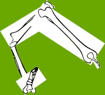 Dem bones dem bones dem – dry bones!