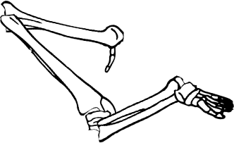 Dem bones dem bones dem – dry bones!