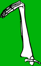 Dem bones dem bones dem – dry bones!