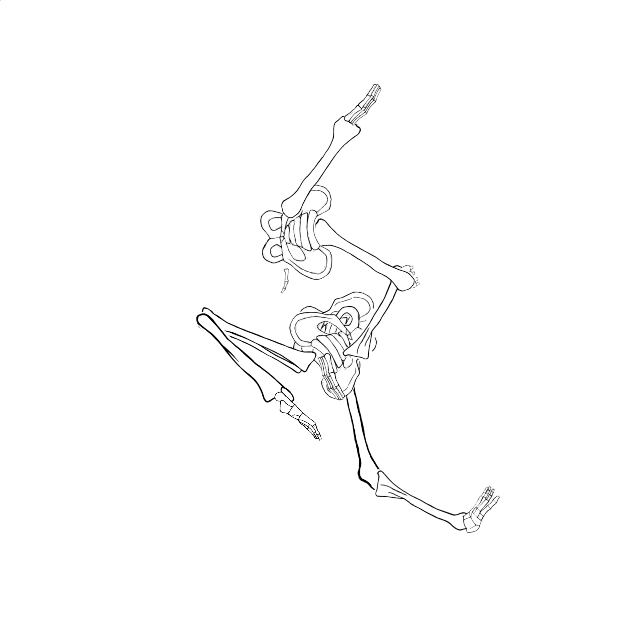 Dem bones dem bones dem – dry bones!