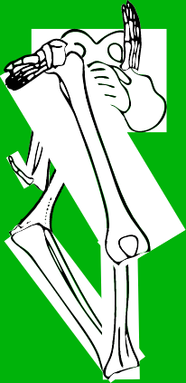 Dem bones dem bones dem – dry bones!