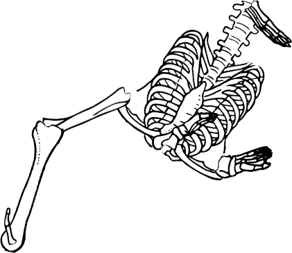 Dem bones dem bones dem – dry bones!