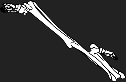 Dem bones dem bones dem – dry bones!