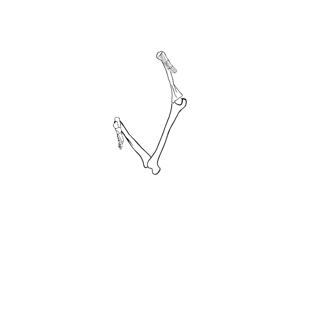 Dem bones dem bones dem – dry bones!