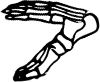 Dem bones dem bones dem – dry bones!
