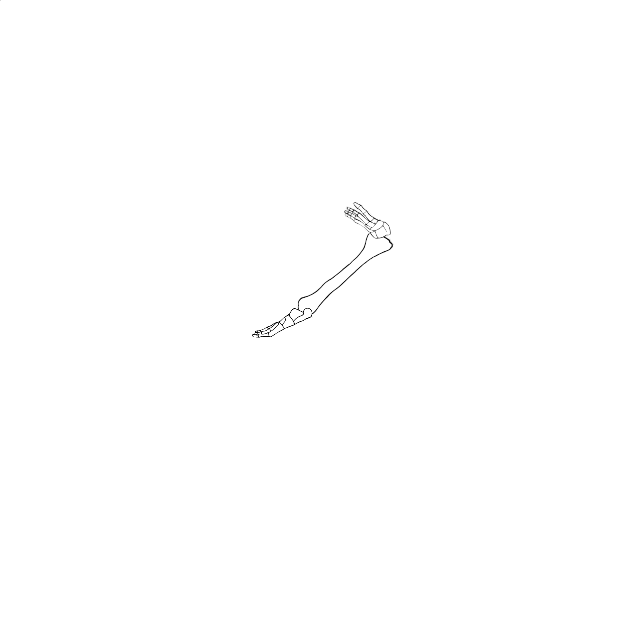 Dem bones dem bones dem – dry bones!