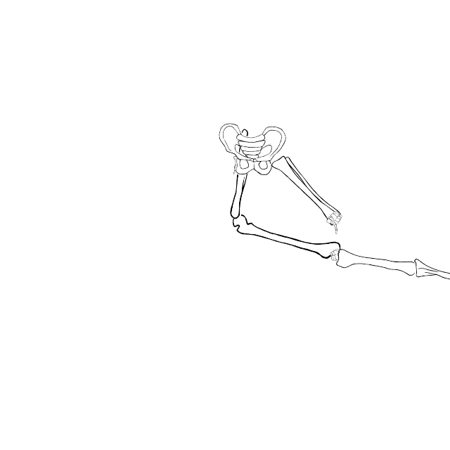 Dem bones dem bones dem – dry bones!