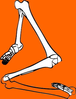 Dem bones dem bones dem – dry bones!