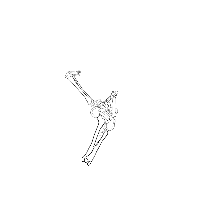 Dem bones dem bones dem – dry bones!