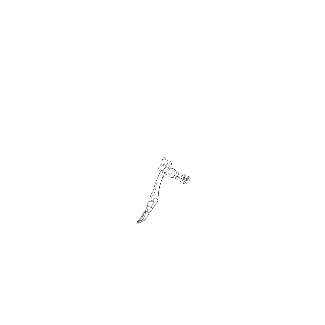 Dem bones dem bones dem – dry bones!