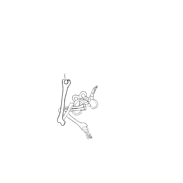 Dem bones dem bones dem – dry bones!